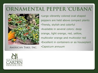 •Large vibrantly colored oval shaped
peppers are held above compact plants
•Trendy, stylish and colorful
•Available in several colors: deep
orange, light orange, red, yellow,
multicolor orange and multicolor red
•Excellent in containers or as houseplant
•Capsicum annuum
 