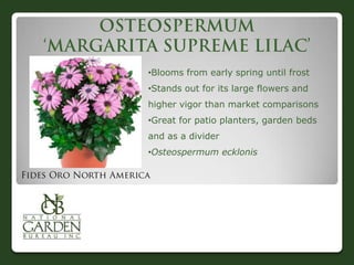•Blooms from early spring until frost
•Stands out for its large flowers and
higher vigor than market comparisons
•Great for patio planters, garden beds
and as a divider
•Osteospermum ecklonis
 