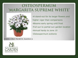 •A stand-out for its larger flowers and
higher vigor than comparisons
•Blooms early spring until frost
•Full sun to partial sun garden location
•Annual hardy to zone 10
•Osteospermum ecklonis
 