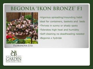 •Vigorous spreading/mounding habit
ideal for containers, baskets and beds
•Thrives in sunny or shady spots
•Tolerates high heat and humidity
•Self-cleaning no deadheading needed
•Begonia x hybrida
 