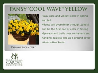 

•Easy care and vibrant color in spring
and fall
•Plants will overwinter through Zone 5
and be the first pop of color in Spring
•Spreads and trails over containers and
hanging baskets and as a ground cover
•Viola wittrockiana
 