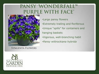 


•Large pansy flowers
•Extremely trailing and floriferous
•Unique “spills” for containers and
hanging baskets
•Vigorous, well-branching habit
•Pansy wittrockiana hybrida
 