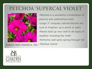 •Petchoa is a wonderful combination of
petunia and calibrachoa traits
•Large 3” uniquely colored blooms are
sure to brighten up a porch or patio
•Plants hold up very well in all types of
weather including the heat!
•Performs well early spring through fall
•Petchoa hybrid
 