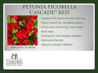 

•Loaded with dainty flowers that top
highly-branched, spreading plants
•Extra-early flowering, even under
short days
•Containers and hanging baskets
•Pollinator friendly
•Petunia hybrida milliflora
 