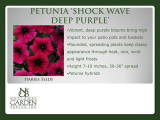 •Vibrant, deep purple blooms bring high
impact to your patio pots and baskets
•Mounded, spreading plants keep classy
appearance through heat, rain, wind
and light frosts
•Height 7-10 inches, 30-36” spread
•Petunia hybrida
 