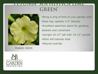•Bring a zing of lime to your garden with
these big, splashy 3-4” blooms
•Excellent specimen plant for gardens,
baskets and containers
•Upright 10-15” tall with 10-12” spread
•Plant will tolerate heat
•Petunia hybrida
 