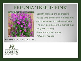 •Upright growing and aggressive
•Makes tons of flowers on plants that
lend themselves to trellis production
•The only petunia on the market that
can grow this way
•Blooms summer to frost
•Petunia x hybrida
 