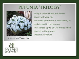 •Unique dome shape and flower
power will wow you
•Excellent performer in containers, in
baskets and in the garden
•Will spread up to 30-36 inches when
planted in the ground
•Petunia x hybrida
 