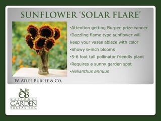 •Attention getting Burpee prize winner
•Dazzling flame type sunflower will
keep your vases ablaze with color
•Showy 6-inch blooms
•5-6 foot tall pollinator friendly plant
•Requires a sunny garden spot
•Helianthus annuus
 