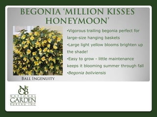 •Vigorous trailing begonia perfect for
large-size hanging baskets
•Large light yellow blooms brighten up
the shade!
•Easy to grow - little maintenance
keeps it blooming summer through fall
•Begonia boliviensis
 