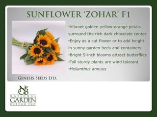 •Vibrant golden yellow-orange petals
surround the rich dark chocolate center
•Enjoy as a cut flower or to add height
in sunny garden beds and containers
•Bright 5-inch blooms attract butterflies
•Tall sturdy plants are wind tolerant
•Helianthus annuus
 
