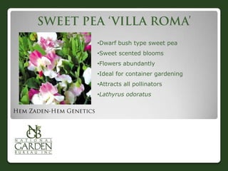 •Dwarf bush type sweet pea
•Sweet scented blooms
•Flowers abundantly
•Ideal for container gardening
•Attracts all pollinators
•Lathyrus odoratus
 