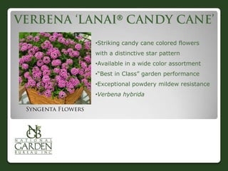 

•Striking candy cane colored flowers
with a distinctive star pattern
•Available in a wide color assortment
•“Best in Class” garden performance
•Exceptional powdery mildew resistance
•Verbena hybrida
 