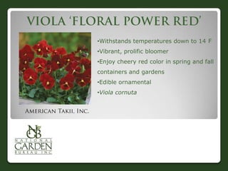•Withstands temperatures down to 14 F
•Vibrant, prolific bloomer
•Enjoy cheery red color in spring and fall
containers and gardens
•Edible ornamental
•Viola cornuta
 