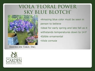 •Amazing blue color must be seen in
person to believe
•Ideal for early spring and late fall as it
withstands temperatures down to 14 F
•Edible ornamental
•Viola cornuta
 