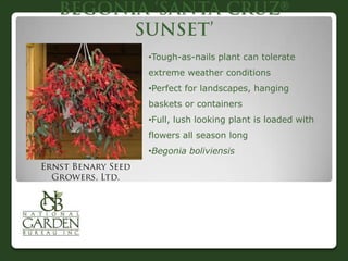 

•Tough-as-nails plant can tolerate
extreme weather conditions
•Perfect for landscapes, hanging
baskets or containers
•Full, lush looking plant is loaded with
flowers all season long
•Begonia boliviensis
 