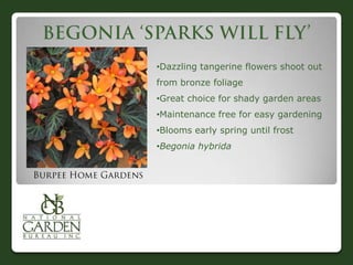•Dazzling tangerine flowers shoot out
from bronze foliage
•Great choice for shady garden areas
•Maintenance free for easy gardening
•Blooms early spring until frost
•Begonia hybrida
 
