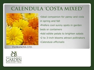 •Ideal companion for pansy and viola
in spring and fall
•Prefers cool sunny spots in garden
beds or containers
•Add edible petals to brighten salads
•2 to 3-inch blooms attract pollinators
•Calendula officinalis
 