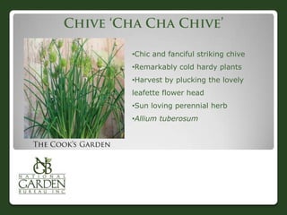 •Chic and fanciful striking chive
•Remarkably cold hardy plants
•Harvest by plucking the lovely
leafette flower head
•Sun loving perennial herb
•Allium tuberosum
 