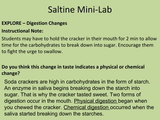 Saltine Mini-Lab
EXPLORE – Digestion Changes
Instructional Note:
Students may have to hold the cracker in their mouth for 2 min to allow
time for the carbohydrates to break down into sugar. Encourage them
to fight the urge to swallow.
Do you think this change in taste indicates a physical or chemical
change?
Soda crackers are high in carbohydrates in the form of starch.
An enzyme in saliva begins breaking down the starch into
sugar. That is why the cracker tasted sweet. Two forms of
digestion occur in the mouth. Physical digestion began when
you chewed the cracker. Chemical digestion occurred when the
saliva started breaking down the starches.
 