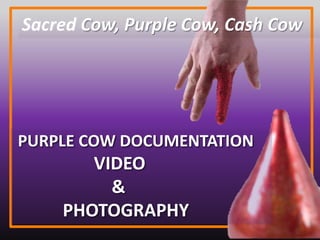 Sacred Cow, Purple Cow, Cash Cow
PURPLE COW DOCUMENTATION
VIDEO
&
PHOTOGRAPHY
 
