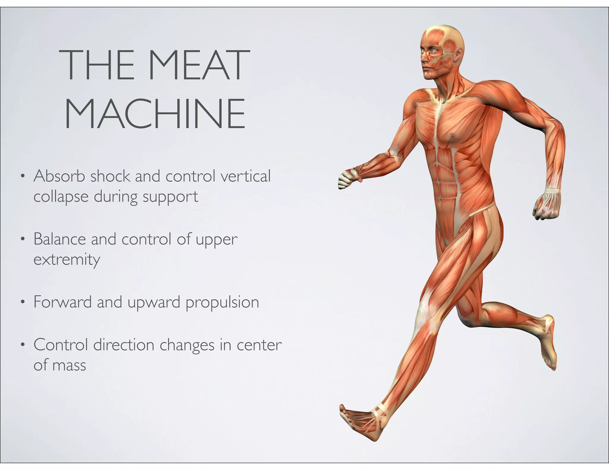 THE MEAT
MACHINE
• Absorb shock and control vertical
collapse during support
• Balance and control of upper
extremity
• Forward and upward propulsion
• Control direction changes in center
of mass
 