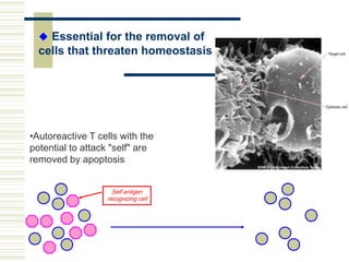 •Autoreactive T cells with the
potential to attack "self" are
removed by apoptosis
Self antigen
recognizing cell
 Essential for the removal of
cells that threaten homeostasis
 