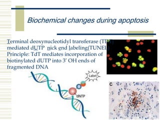 Biochemical changes during apoptosis
Terminal deoxynucleotidyl transferase (TDT)
mediated dUTP nick end labeling(TUNEL)
Principle: TdT mediates incorporation of
biotinylated dUTP into 3’ OH ends of
fragmented DNA
 