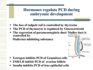 Hormones regulate PCD during
embryonic development
 The loss of tadpole tail is controlled by thyroxine
 The PCD of thymocyte is regulated by Glucocorticoid
 The regression of paramesonephric duct/ Muller duct is
controlled by
Mullerian inhibiting substance
 Estrogen inhibits PCD of Granulosa cells
 FSH/LH inhibit PCD of ovarian follicle
 Insulin inhibits PCD of lens epithelial cells
 