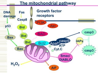 H2O2
Growth factor
receptors
casp9
Bcl2
PI3K
Akt
BAD
Apaf1
Cyt.C
ATP
The mitochondrial pathway
casp3
casp3
IAPs
Smac/
DIABLO
AIF
Bax
Bax
p53
Fas
Casp8
Bid
Bid
Bid
DNA
damage
 