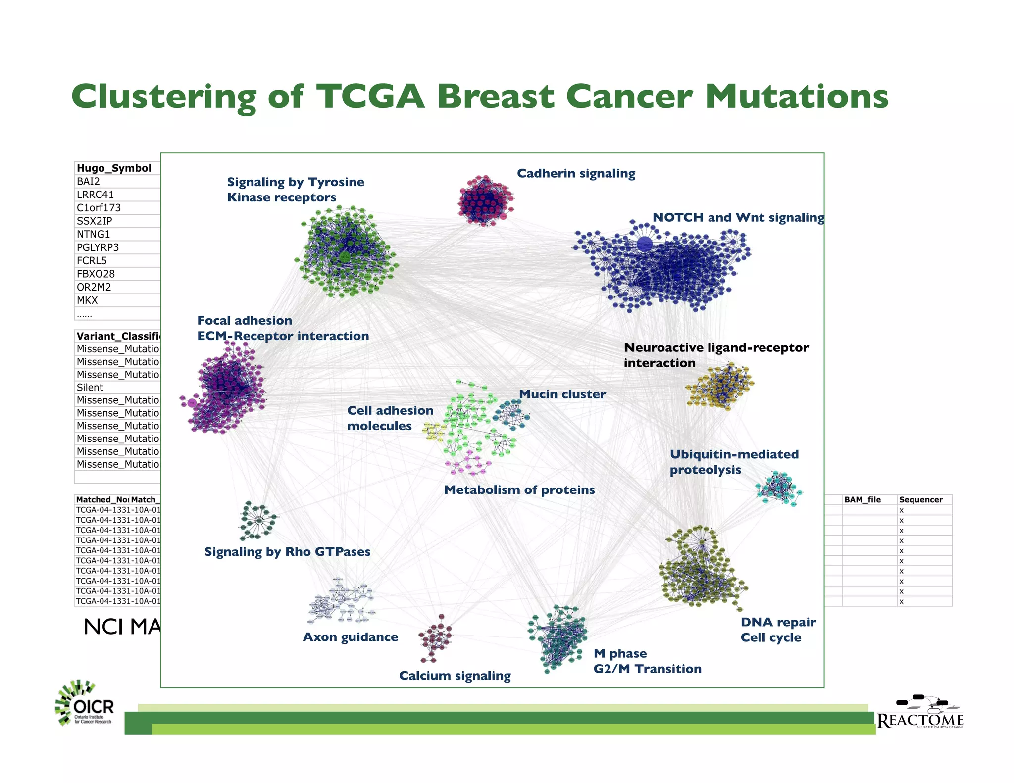 Clustering of TCGA Breast Cancer Mutations	

NCI MAF (mutation annotation ﬁle)	

Signaling by Tyrosine 	

Kinase receptors	

NOTCH and Wnt signaling	

Cadherin signaling	

Focal adhesion	

ECM-Receptor interaction 	

Signaling by Rho GTPases	

Axon guidance	

Mucin cluster	

Neuroactive ligand-receptor 	

interaction	

Calcium signaling	

Ubiquitin-mediated 	

proteolysis	

M phase	

G2/M Transition	

Metabolism of proteins	

DNA repair	

Cell cycle	

Cell adhesion 	

molecules	

 
