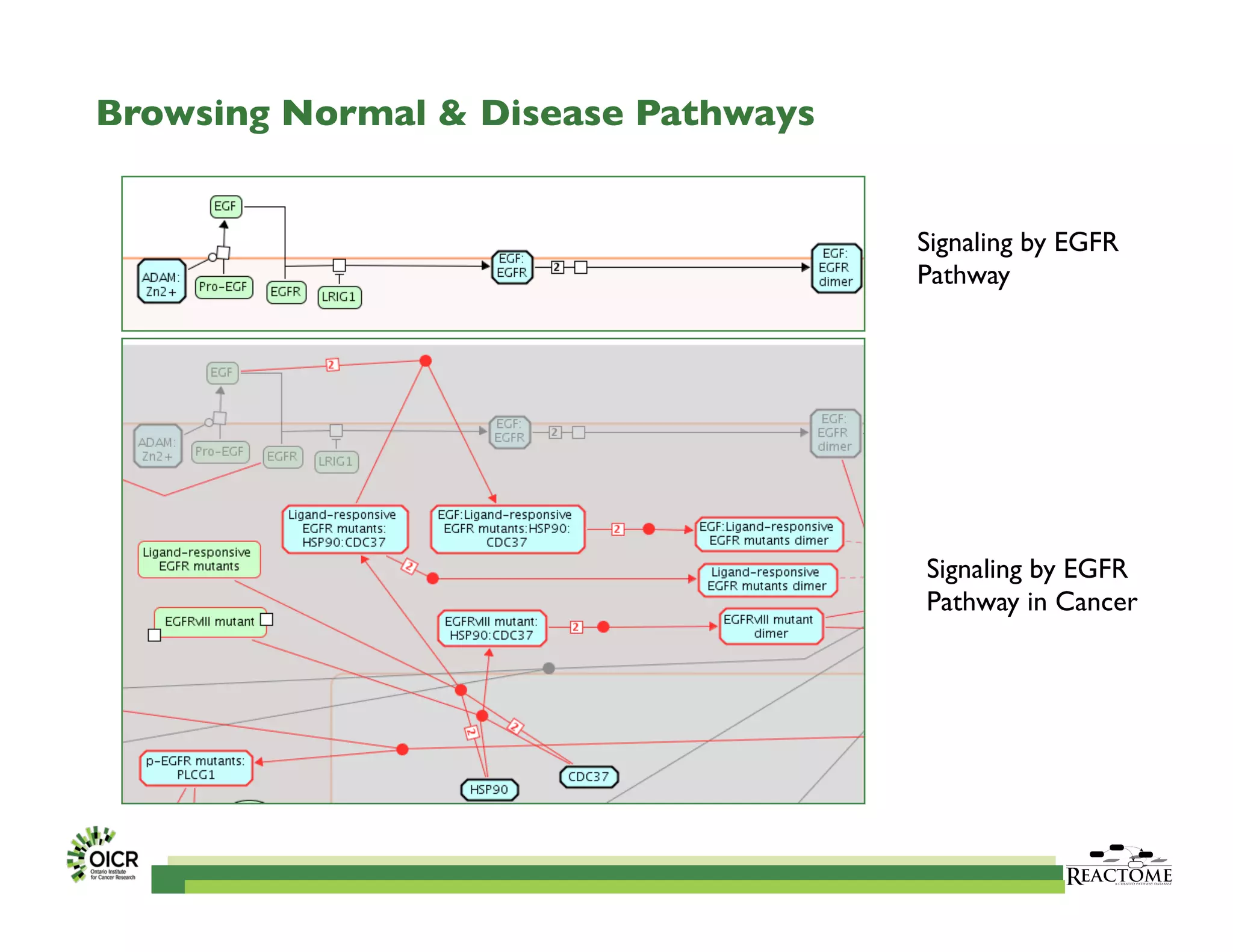 Browsing Normal  Disease Pathways
	

Signaling by EGFR
Pathway in Cancer	

Signaling by EGFR
Pathway	

 