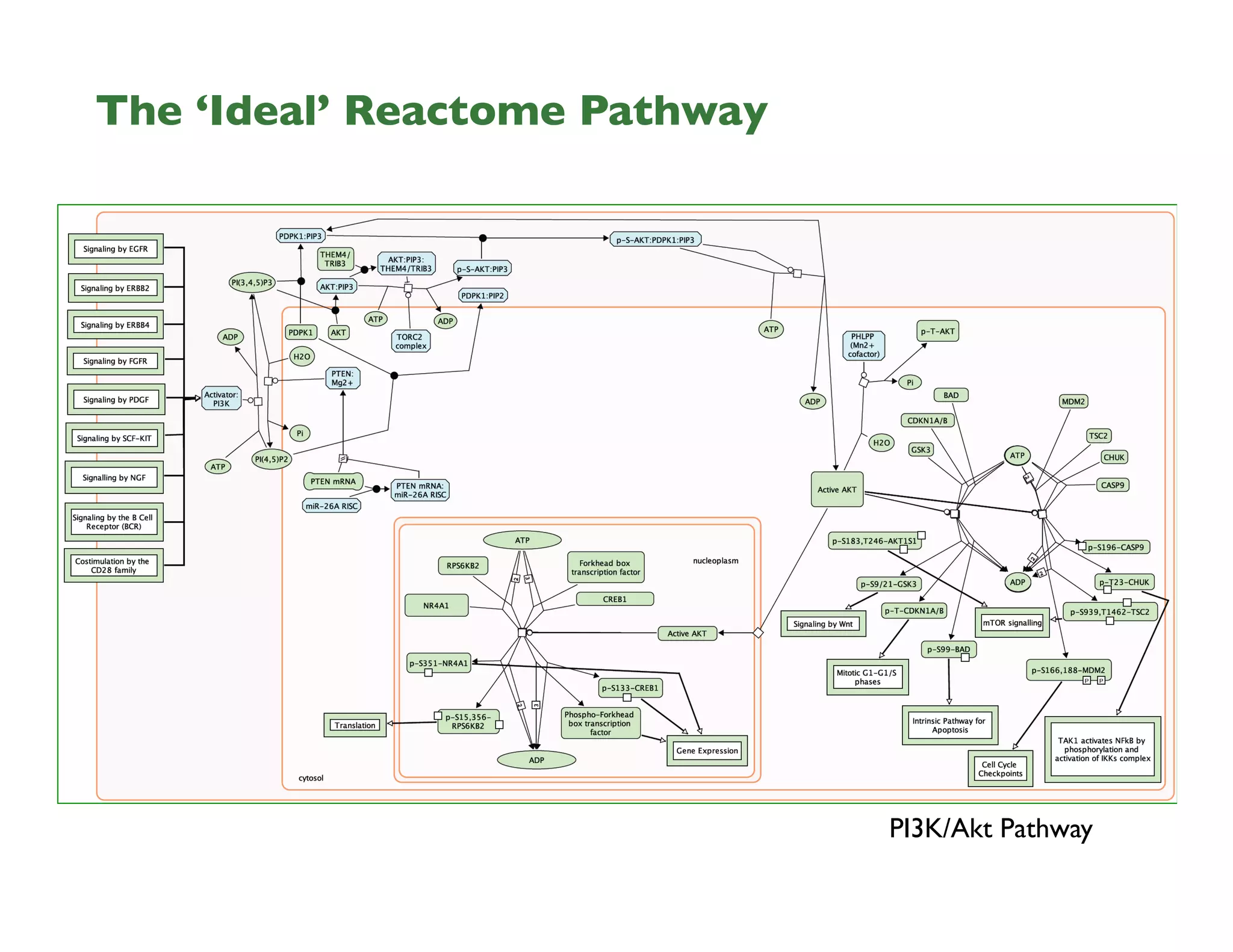 The ‘Ideal’ Reactome Pathway	

PI3K/Akt Pathway	

 