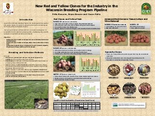 New Red and Yellow Clones for the Industry in the
                                                                 Wisconsin Breeding Program Pipeline
                                                                                         Félix Navarro, Bryan Bowen and Jiwan Palta

                             Introduction                                                Red Clones and Yellow Flesh                                                                                               Advanced Red Clones in Tissue Culture and
                                                                                         W6002-1R (B1491-5R x W1100R)                                                                                              Virus Removal
A goal of the UW Potato Breeding Program is to develop genetically superior                 High Yield, Yield: High, similar or higher than Dark Red Norland
chip potato cultivars that satisfy or exceed the standard for yield and grade               Attractive skin color, very uniform tubers with good market appeal.                                                   W8886-3R (W2303-8R x B1491-5R)         W8893-1R
for the red, yellow and specialty markets.                                                  Very uniform tuber size, shallow eyes                                                                                  Early Bulking. As early as Norland   (W1101R x Dakota Rose )
                                                                                            Maybe resistant to heat and drought. Later maturity than Dark Red Norland                                             Nice color & smooth                    Nice uniform red color
Each year parental lines with desired traits are crossed and progenies are
evaluated for fresh market and processing traits, emphasizing early selection
evaluation in Central WI and other environments

Objectives:
•   Development of fresh market and storage red clones as alternatives Norland and
    Dark Red Norland.
•   Development of fresh market and storage yellows clones as alternatives to Yukon
    Gold.
•   Development of specialty clones to contribute to the offer of varieties adapted to
    WI growing and storage conditions within this category.
                                                                                         W8405-1R(Kankan x W2303-9R)
                                                                                          Attractive round oval red clone. Can maintain color in storage
        Breeding and Selection Methods                                                    Very high yield potential. Later maturity than Norland.                                                                 Specialty Clones
                                                                                          Shallow eyes. Good internal quality, lacking of internal defects.                                                       There are many different potato types that may be considered
Each year:                                                                                                                                                                                                          specialty
• Parental lines with desired traits are crossed and progenies are                                                                                                                                                 Growers and packers are encouraged to participate with
  evaluated for fresh market and processing traits.                                                                                                                                                                 breeders in selection of specialty clones.
• Early Selection: in field year 1-2 clones are evaluated for fresh market or
  processing traits at Rhinelander ARS.
• Year 3-5: Clones are more intensively evaluated for agronomic, disease,
  fresh market and processing potential at various locations: Hancock ARS,
  Rhinelander ARS and out of WI.
• Year 6+: Evaluation in WI (HARS, RARS, Antigo) regional, national trials
  and some locations in Canada (MB, ON, NB): Agronomic performance and
  processing traits.
• Selection of specialty potatoes are intended to be performed with                      W6703-1Y (Satina x W2275-2Y)
  growers and packers participation.                                                      Yellow flesh variety with smoother than Yukon Gold & bright skin texture
                                                                                          Stable common scab resistance and Verticillium wilt tolerance                                                                 W99-4204-12               W9395-1R/Y            Bicolor type
                                                                                          Yield Potential is medium to high.




                                                                                                                                                                                                                           NW70-1Y/Y                CW08055-1R/R            04-3310-3
                                                                                         SpudPro Seed Availability (Foundation Seed Farm)
                                                                                          Variety                2012        2013        2014      2015  2016 2017  2018                          2019      2020
                                                                                          W6002-1R                E1          E2          SG      SG/Com
                                                                                          W6703-1Y                MT          E1          E2        SG SG/Com
                                                                                          W8405-1R                            MT          E1        E2    SG SG/Com
                                                                                          Note: MT = mini-tuber production, E1, E2, SG foundation seed categories, SpudPro on-farm test, SG/Com = certified seed
 