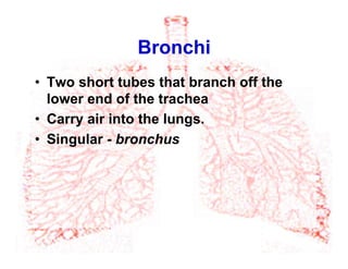 Bronchi
•  Two short tubes that branch off the
lower end of the trachea
•  Carry air into the lungs.
•  Singular - bronchus
 