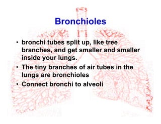 Bronchioles
•  bronchi tubes split up, like tree
branches, and get smaller and smaller
inside your lungs.
•  The tiny branches of air tubes in the
lungs are bronchioles
•  Connect bronchi to alveoli
 