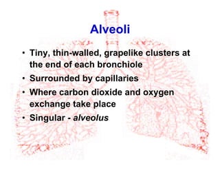 Alveoli
•  Tiny, thin-walled, grapelike clusters at
the end of each bronchiole
•  Surrounded by capillaries
•  Where carbon dioxide and oxygen
exchange take place
•  Singular - alveolus
 