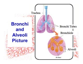 Bronchi
and
Alveoli
Picture
 