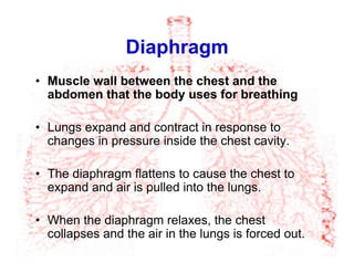 Diaphragm
•  Muscle wall between the chest and the
abdomen that the body uses for breathing
•  Lungs expand and contract in response to
changes in pressure inside the chest cavity.
•  The diaphragm flattens to cause the chest to
expand and air is pulled into the lungs.
•  When the diaphragm relaxes, the chest
collapses and the air in the lungs is forced out.
 