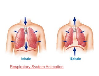 Respiratory System Animation
 