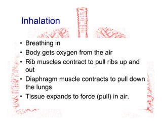 Inhalation
•  Breathing in
•  Body gets oxygen from the air
•  Rib muscles contract to pull ribs up and
out
•  Diaphragm muscle contracts to pull down
the lungs
•  Tissue expands to force (pull) in air.
 