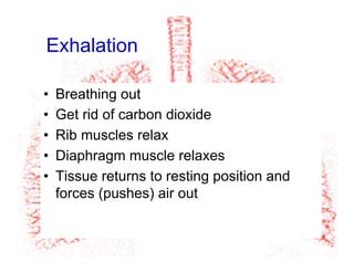 Exhalation
•  Breathing out
•  Get rid of carbon dioxide
•  Rib muscles relax
•  Diaphragm muscle relaxes
•  Tissue returns to resting position and
forces (pushes) air out
 