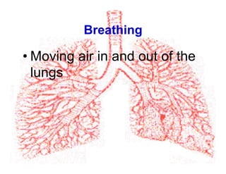 Breathing
• Moving air in and out of the
lungs
 