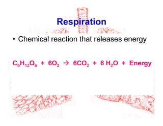 Respiration
•  Chemical reaction that releases energy
C6H12O6 + 6O2 à 6CO2 + 6 H2O + Energy
 