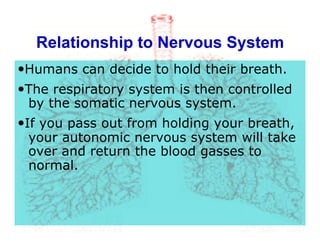 Relationship to Nervous System
—Humans can decide to hold their breath.
—The respiratory system is then controlled
by the somatic nervous system.
—If you pass out from holding your breath,
your autonomic nervous system will take
over and return the blood gasses to
normal.
 