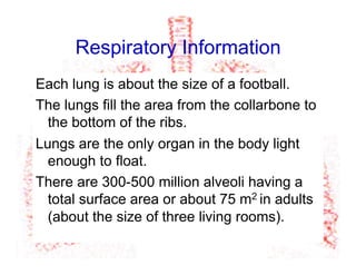 Respiratory Information
Each lung is about the size of a football.
The lungs fill the area from the collarbone to
the bottom of the ribs.
Lungs are the only organ in the body light
enough to float.
There are 300-500 million alveoli having a
total surface area or about 75 m2 in adults
(about the size of three living rooms).
 