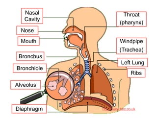 http://www.bbc.co.uk
Nasal
Cavity
Nose
Mouth
Bronchus
Bronchiole
Alveolus
Diaphragm
Throat
(pharynx)
Windpipe
(Trachea)
Left Lung
Ribs
 