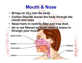 Mouth & Nose
•  Brings air (O2) into the body
•  Carbon Dioxide leaves the body through the
mouth and nose
•  Nasal hairs in nostrils filter and trap dust.
•  Air is not filtered as much when it enters in
through your mouth. 	

 