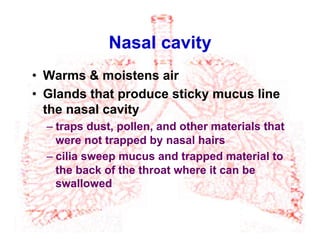 Nasal cavity
•  Warms & moistens air
•  Glands that produce sticky mucus line
the nasal cavity
– traps dust, pollen, and other materials that
were not trapped by nasal hairs
– cilia sweep mucus and trapped material to
the back of the throat where it can be
swallowed
 