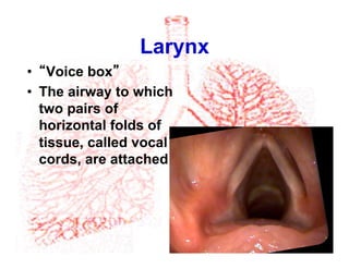 Larynx
•  “Voice box”
•  The airway to which
two pairs of
horizontal folds of
tissue, called vocal
cords, are attached
 